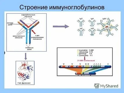 Иммуноглобулин бета