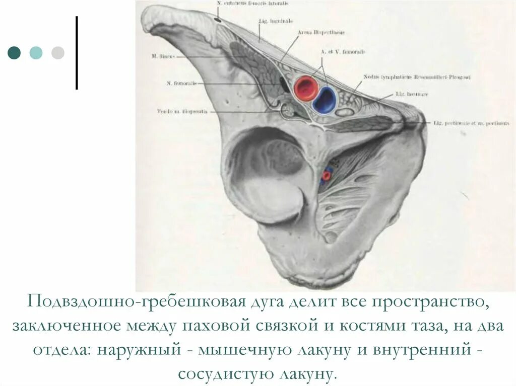 Спереди через. Мышечная лакуна топография. Мышечная и сосудистая лакуны бедра топографическая анатомия. Сосудистая лакуна топографическая анатомия. Паховая связка лакунарная связка.