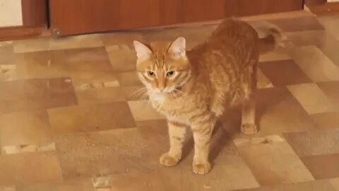 Тигра кот Брайна Мапса: 2 тыс изображений найдено в Яндекс Картинках