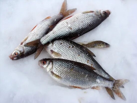 Плотва крупная зимой. Чебак сорожка. Сорожка окунь карась. Колымский чебак 2023. Плотва крупная зимой.