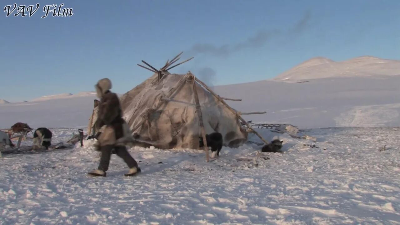 Чукчи ненцы эскимосы. Ненцы чум олени. Коряки оленеводы. Самоеды ненцы. Коряки ительмены эскимосы.