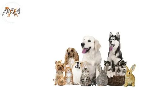 Pet age