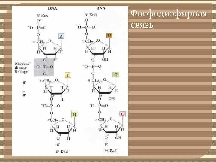 Соединение нуклеотидов днк. Фосфодиєфирная связь между нуклеотидами. Образование 3',5'-фосфодиэфирной связи между нуклеотидами. Строение ДНК фосфодиэфирные связи. Реакция образования фосфодиэфирной связи.