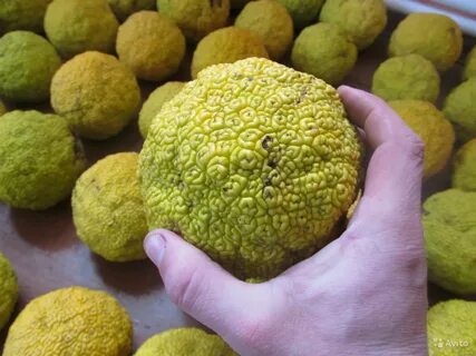 Адамово яблоко для чего используют
