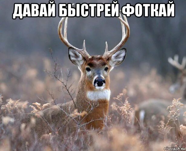 Быстрее дам