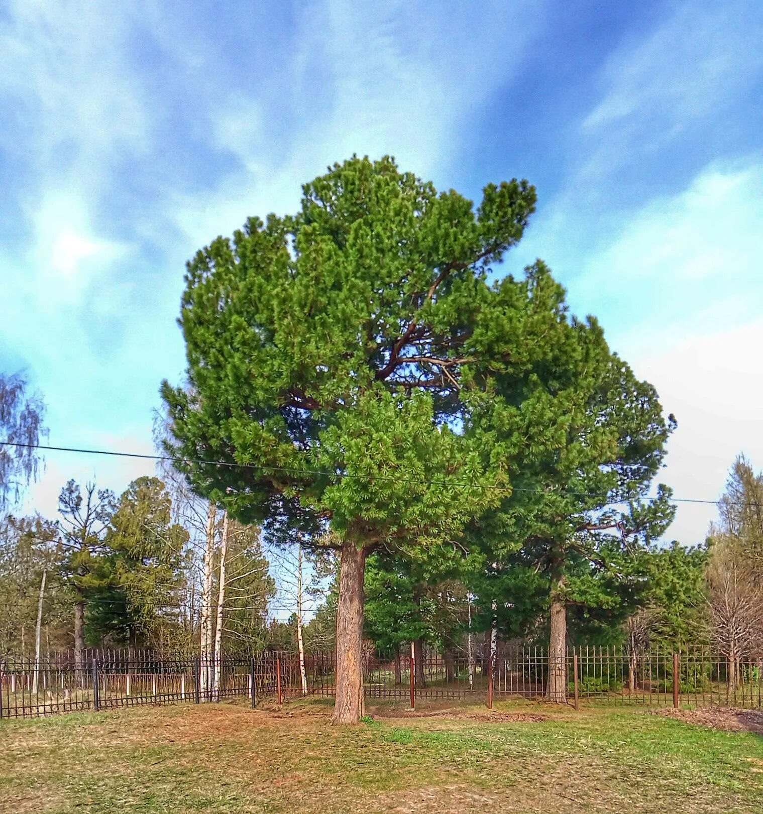 Кедр в подмосковье. Кедровая роща коряжма. парк кедровая роща коряжма. кедровая роща вологда. кедровая сосна роща.