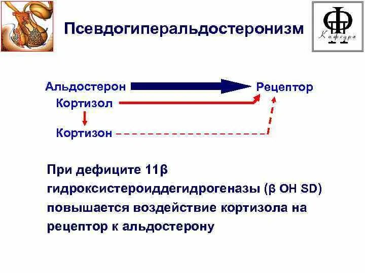 Кортизол и альдостерон. Стероидные гормоны структура функции. Гормон кортизол химическое строение. Кортизол формула. Формула кортизон кортизол кортикостерон.