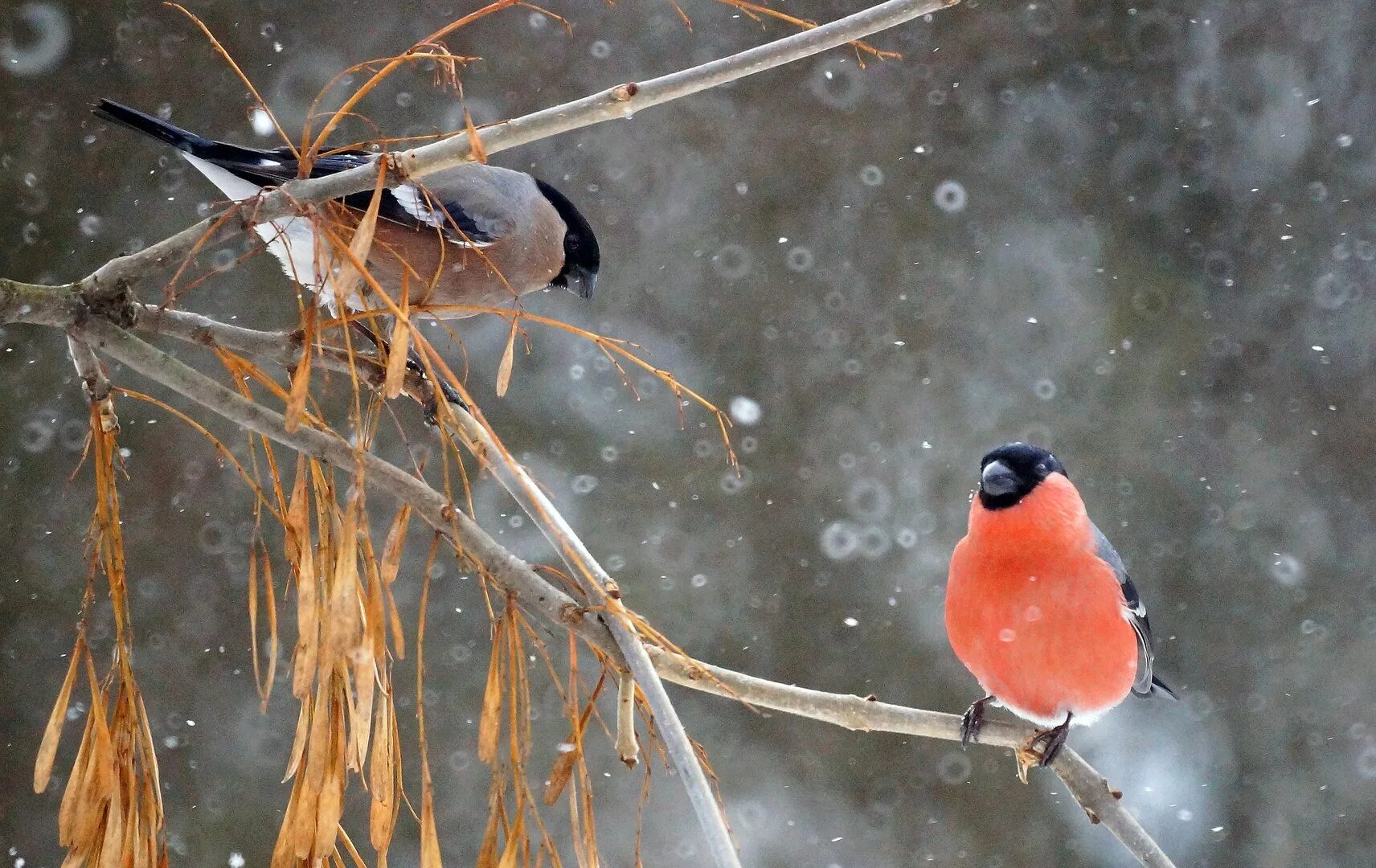 Европейский снегирь. Желтогрудый снегирь. Зимующие птицы снегирь. Пение снегиря. Остров снегирь.