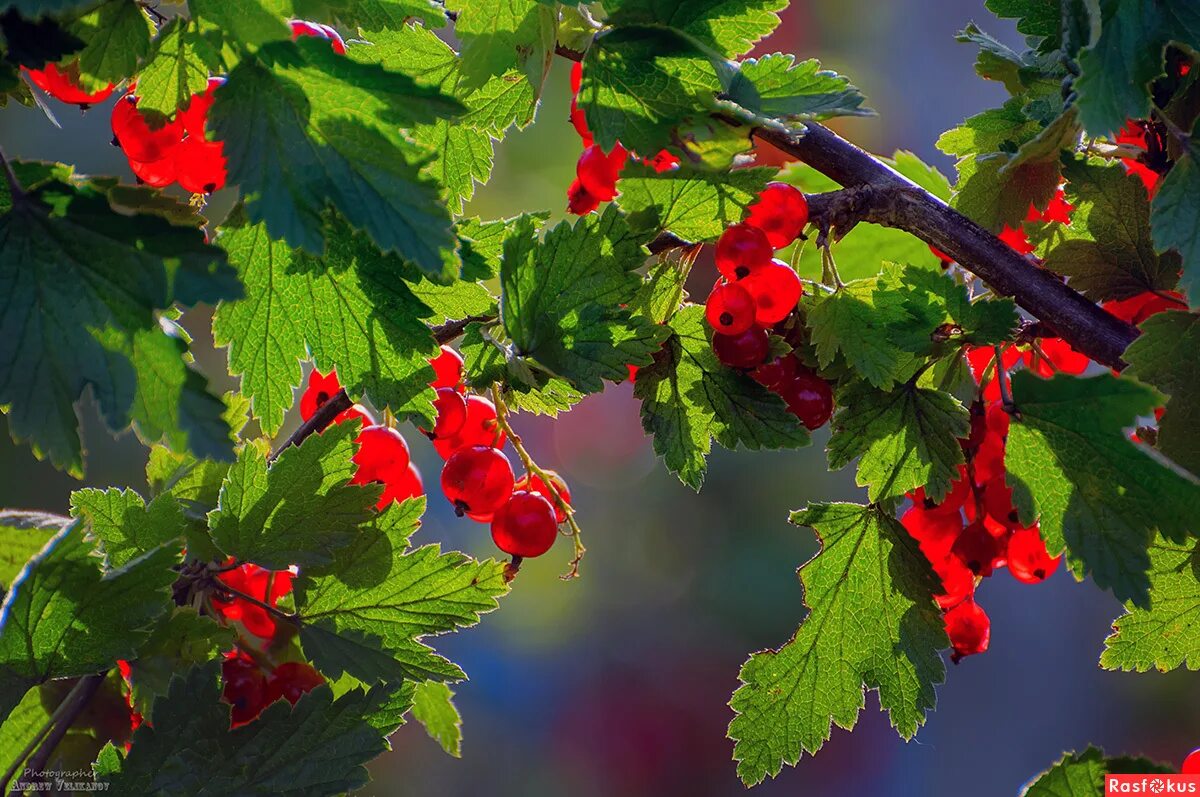 Калина сорт "красная гроздь" дерево. Смородина красная альфа. Сорт красной смородины уральская красавица. Смородина красная лучезарная. Смородина красная фертоди.