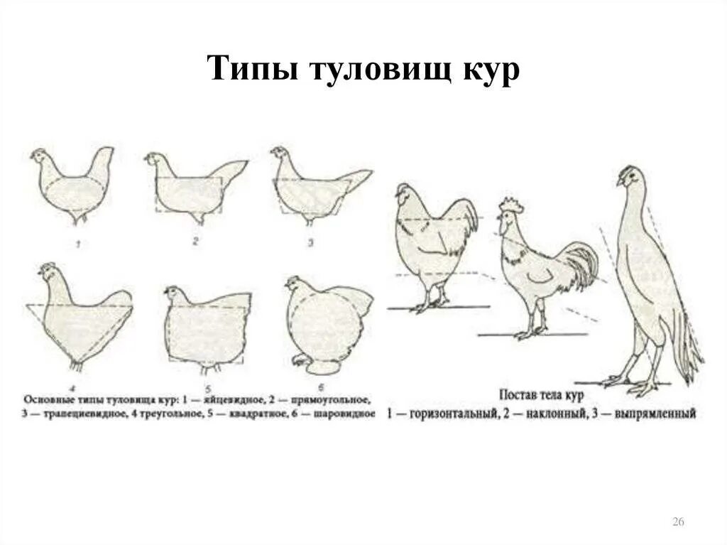 Как определить возраст курочки