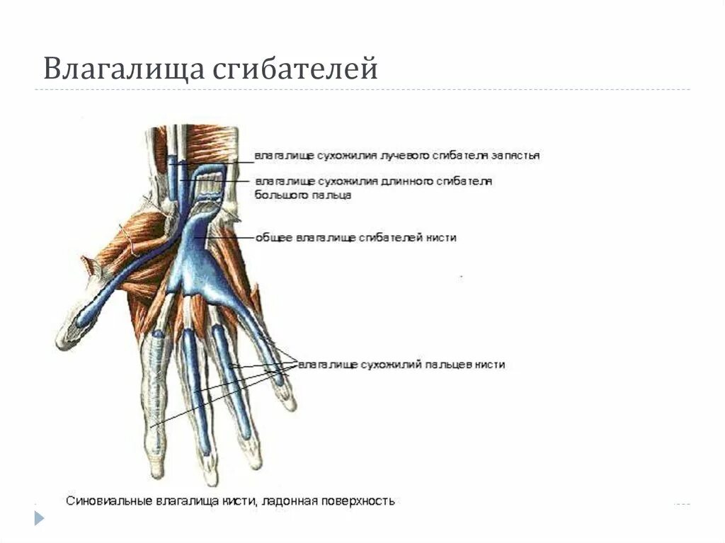 Синовиальные влагалища сухожилий ладонной поверхности кисти. Синовиальные влагалища сухожилий сгибателей кисти. Синовиальные влагалища лучезапястного сустава. Синовиальные влагалища мышц сгибателей кисти.