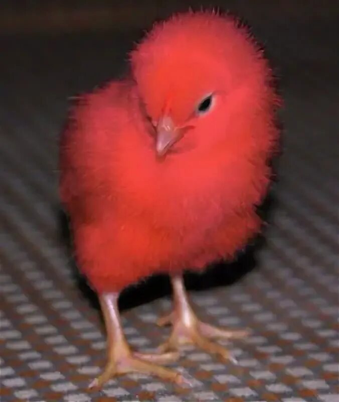 Красный цыпленок. Цыпленок красного цвета. Розовый цыпленок. Большой красный цыпленок.