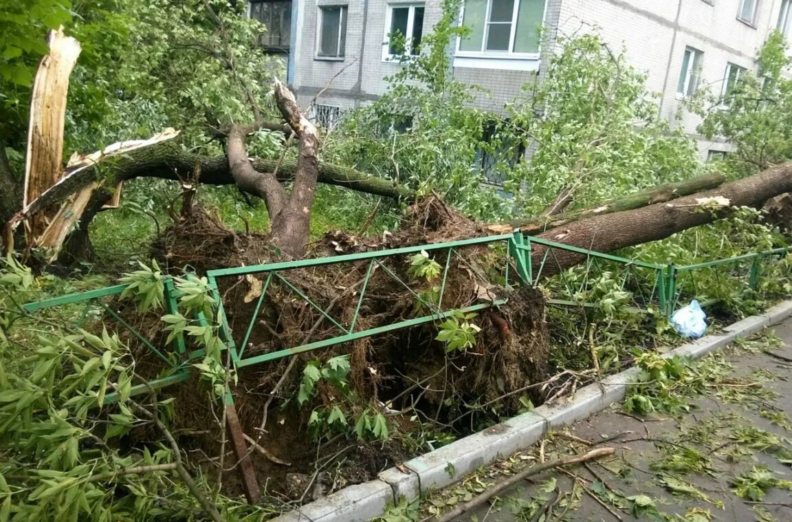 Ветер в москве деревья. Поваленные деревья в Москве. Поваленное дерево. Упавшее дерево. Повалившееся дерево.
