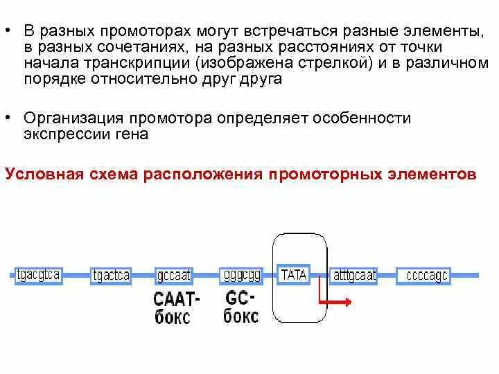 Элемент она является утверждение воспроизводится. Точка начала транскрипции. Транскрипция промотор. Структура промотора. Элементы промотора.