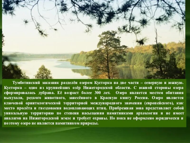 Разбить озеро. Озеро Кусторка. Тумботинский заказник Нижегородской области. Тумботинское озеро. Озеро делится на 2 части.