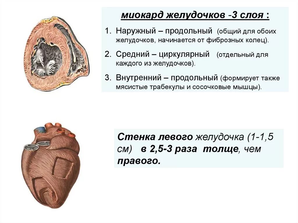 Внутренний слой миокарда желудочков. Слоев миокарда предсердий и желудочков сердца.. Наружный слой миокарда желудочков имеет. Миокард желудочка сердца. Миокард правого желудочка сердца