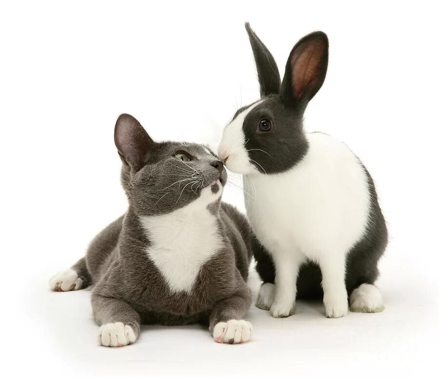 кот и кролик. кот и кролик. котенок и зайчонок. кролик и котенок. кролик и котенок.