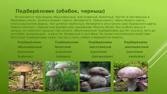 Подберезовик описание - CoffeePapa.ru