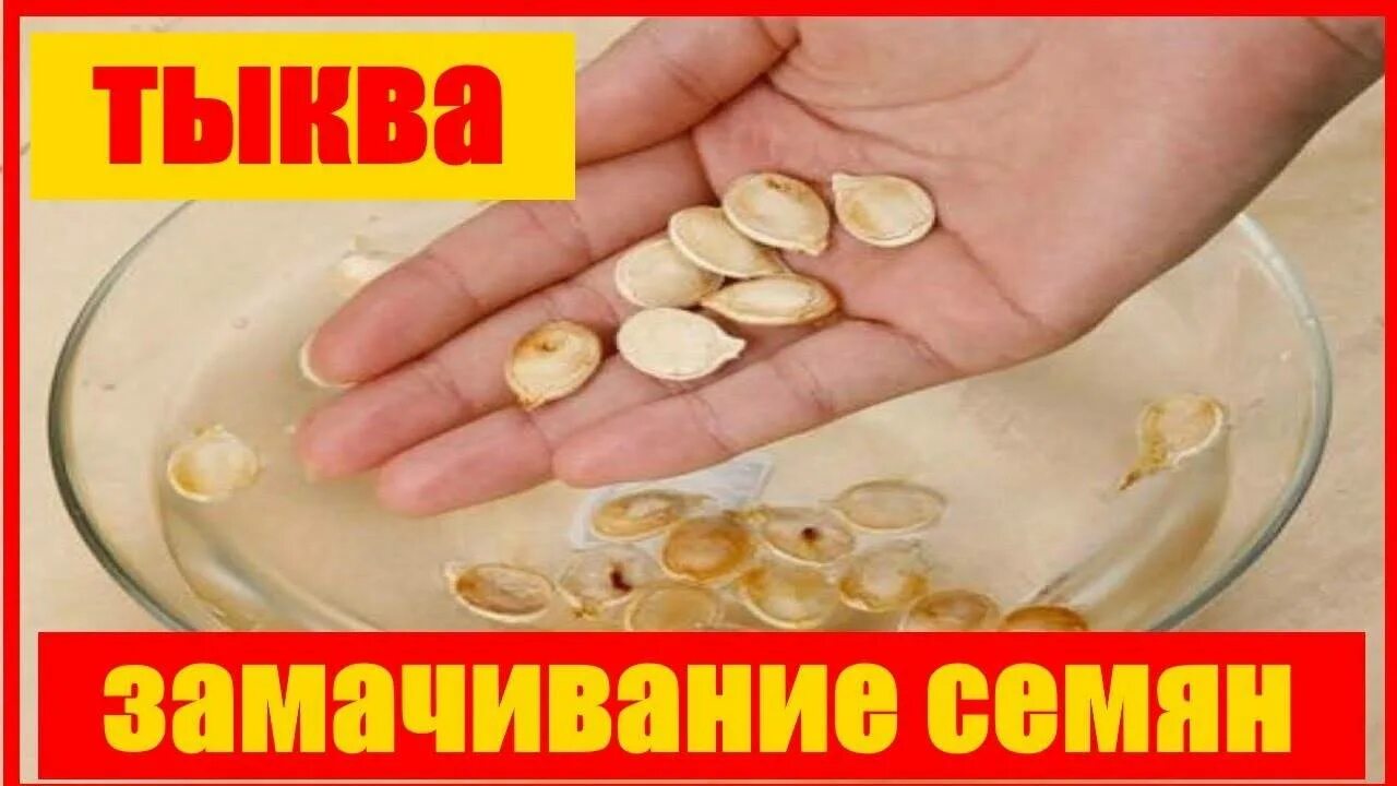 Семена тыквы перед посадкой. Семена тыквы замочить перед посадкой. Замоченные семена тыквы. Лучше замочить семена тыквы. Замачивание семян тыквы.