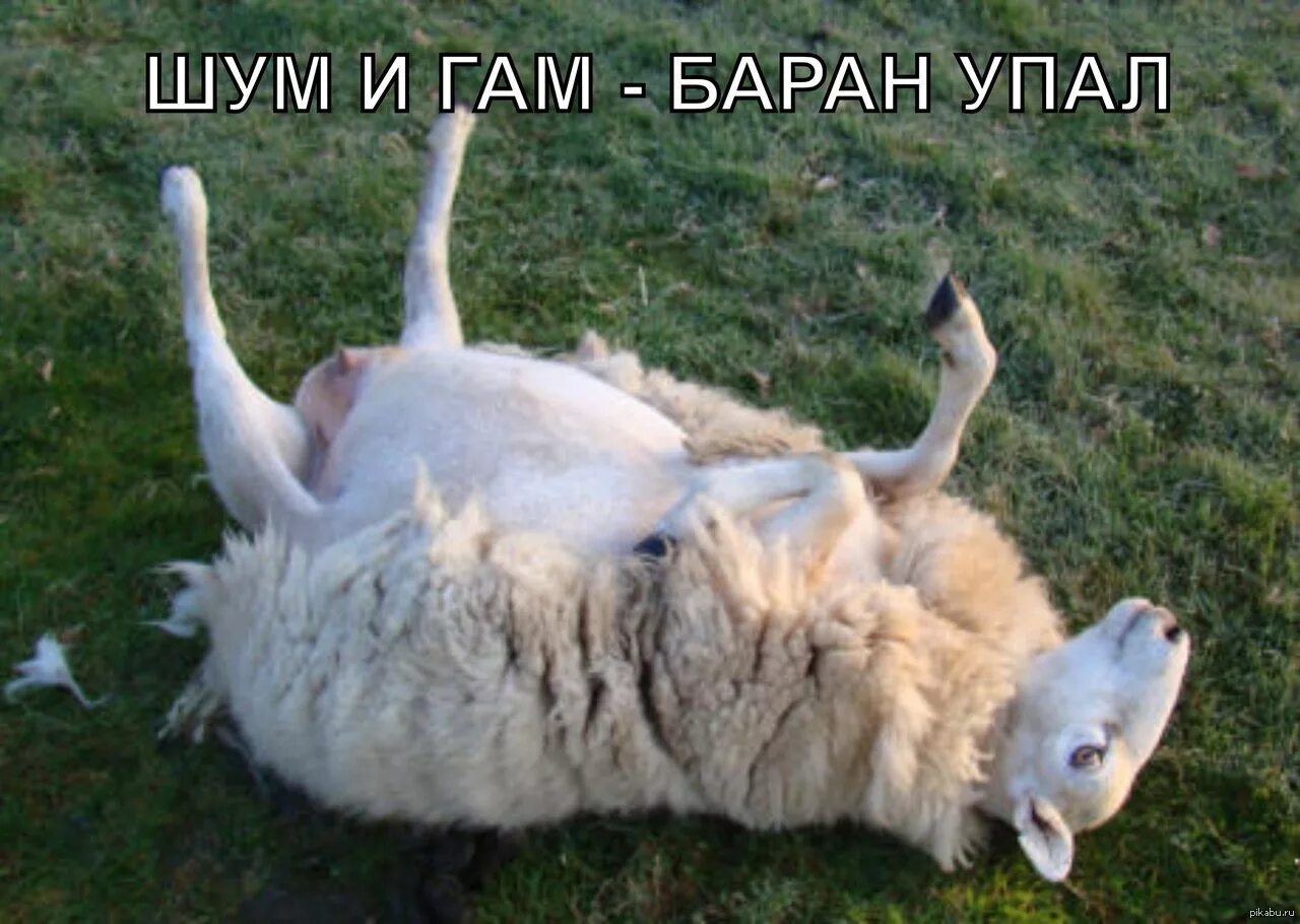 Обморочная (миотонические козы теннесси) порода. Анаэробная дизентерия ягнят. Ягнята только родившиеся. Обморочная (миотонические козы теннесси) порода. Падают на ноги ягнята.