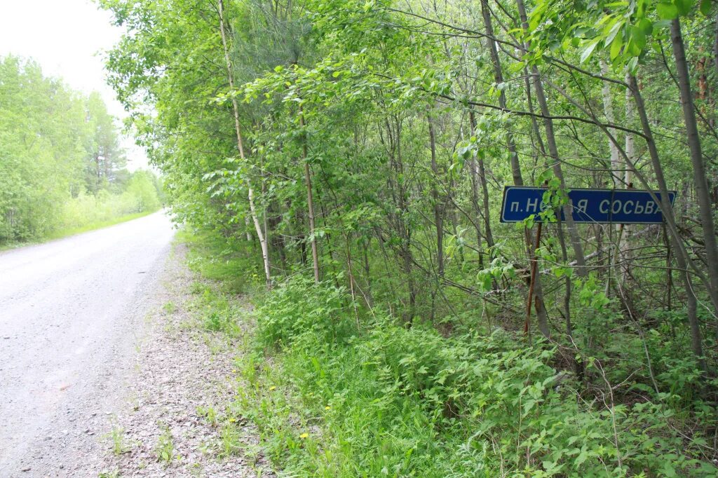 Сосьва (Сосьвинский городской округ). Придорожные заросли. ООО Сосьва лес. Придорожный лес