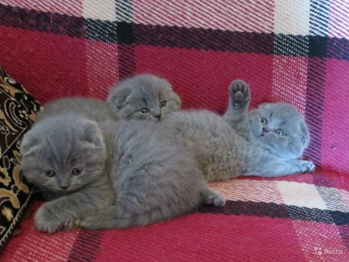 Шотландские котята голубые. Скоттиш фолд голубой. Скоттиш фолд голубой котенок. Шотландская вислоухая кошка голубого окраса. Каким цветом рождаются голубые шотландцы.