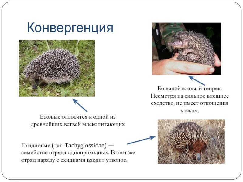 Особенности строения ежа. Семейство ежовые. Семейство ежовых представители. Иглы ежа и дикобраза конвергенция. Ежовые семейства млекопитающих.