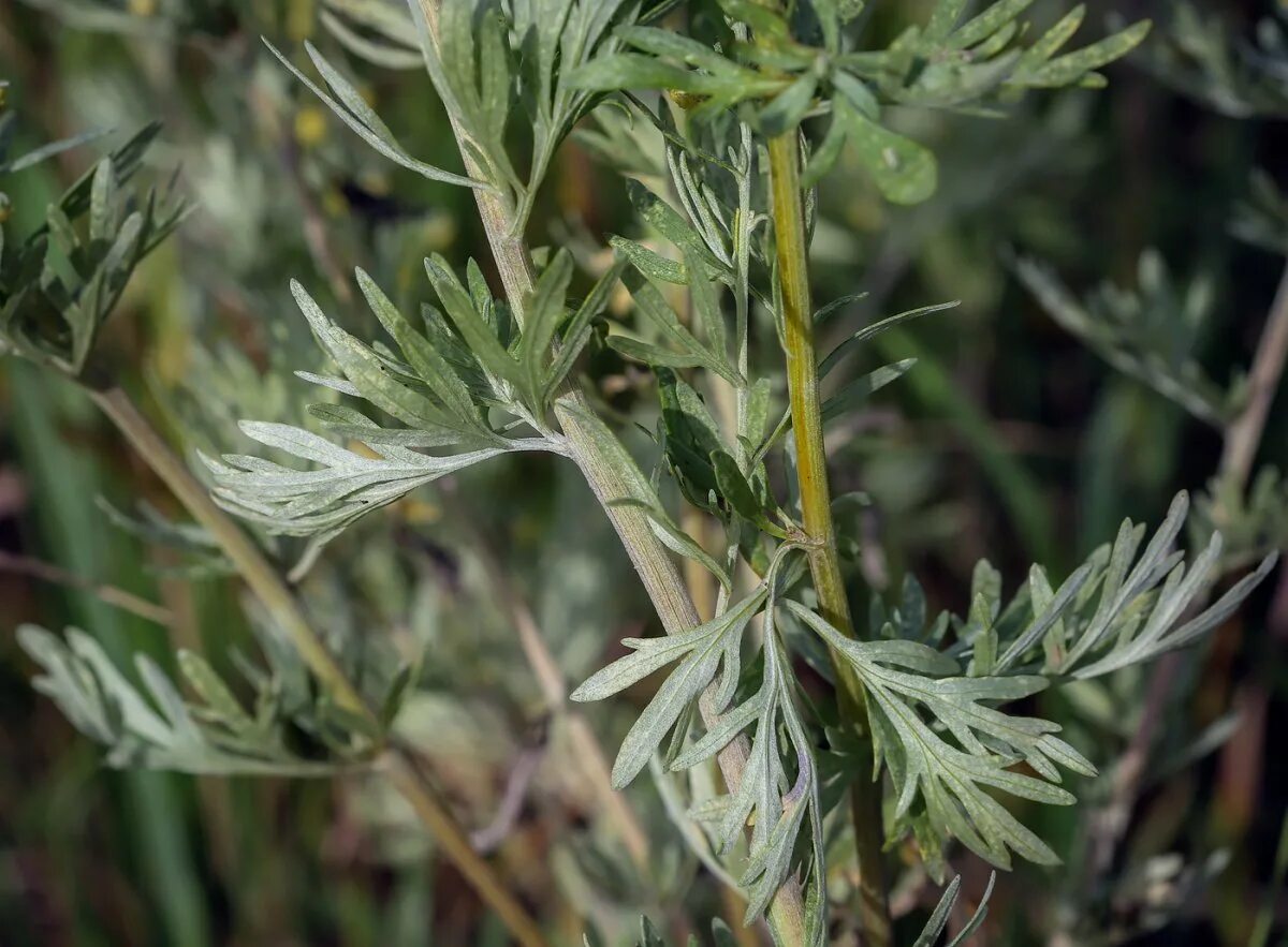Полынь зачем. Полынь каспийская artemisia caspica. полынь горькая (artemisia absinthium). полынь absinthium. &quot;полынь горькая эфирномасличная&quot;.