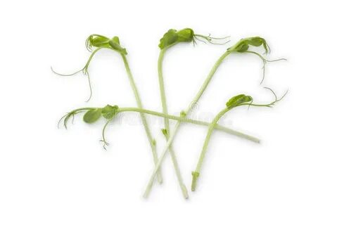 Pea shot