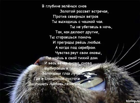 Стихи кошкам ушедшим на радугу. Стихи о котах которые ушли. Красивые стихи о котах. Стих про кошку. Стихи посвященные кошкам.