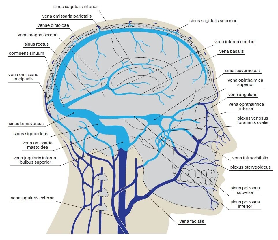 Отток головного мозга. Внутренняя яремная Вена притоки. Вена Галена головного мозга. Вены головного мозга синусы твердой мозговой оболочки. Внутренняя яремная Вена внутричерепные притоки.