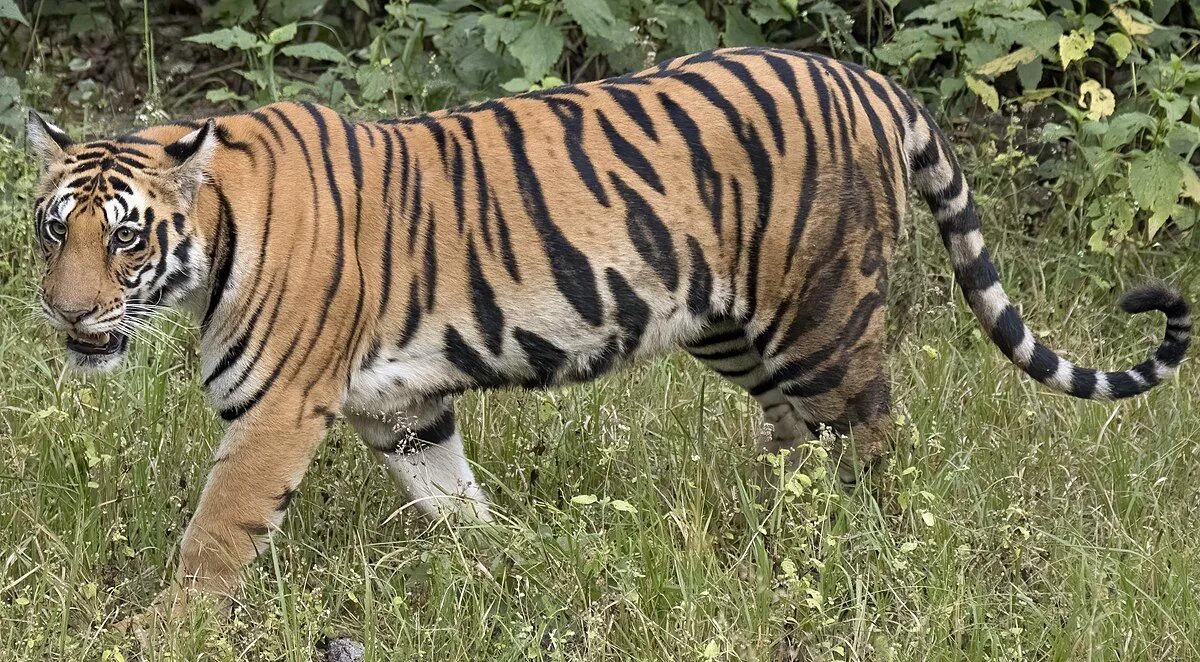 Тигр википедия. Бенгальский тигр. panthera tigris tigris. туранский тигр. бенгальский тигр людоед.