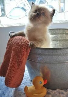 Котики четверг