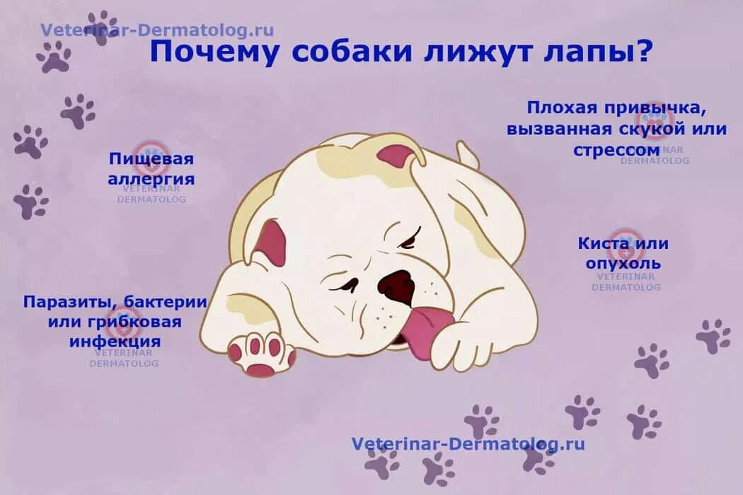 Почему собака все лижет. Собака постоянно лижет лапы. Почему собаки лижут подушечки лап. Почему собака часто лижет лапы.