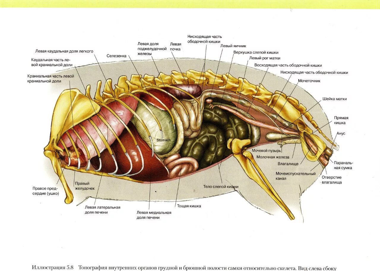Орган отделяющий грудную полость от брюшной. Строение органов морской свинки. Строение скелета морской свинки. Строение морской свинки самки. Топография внутренних органов свиньи.