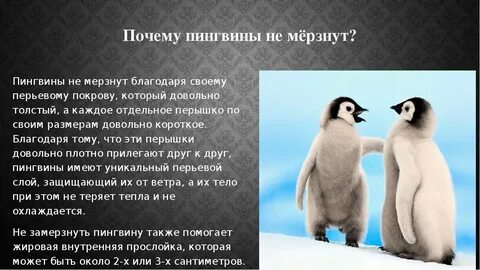 У какого пингвина всегда были действия