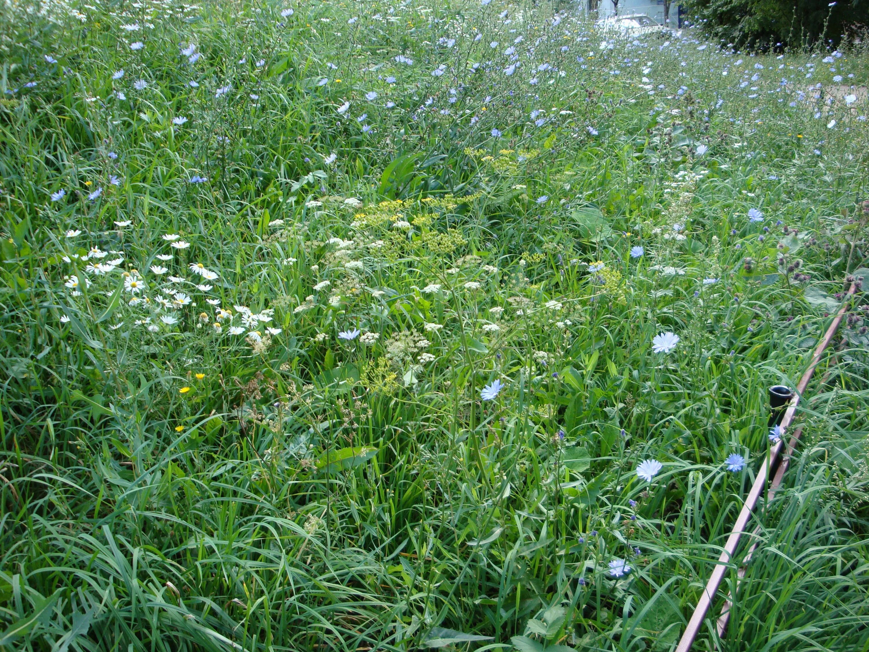 поле скошенной травы. зеленых трав некошеных. трава на переднем плане. зеленых трав некошеных. степь трава поле.