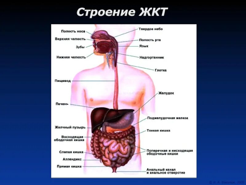 Кишечный тракт что входит. Строение кишечного отдела. строение отделов желудочно-кишечного тракта. анатомия пищеварительного тракта человека. анатомический атлас пищеварительной системы человека.