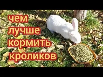 Можно давать кроликам малину