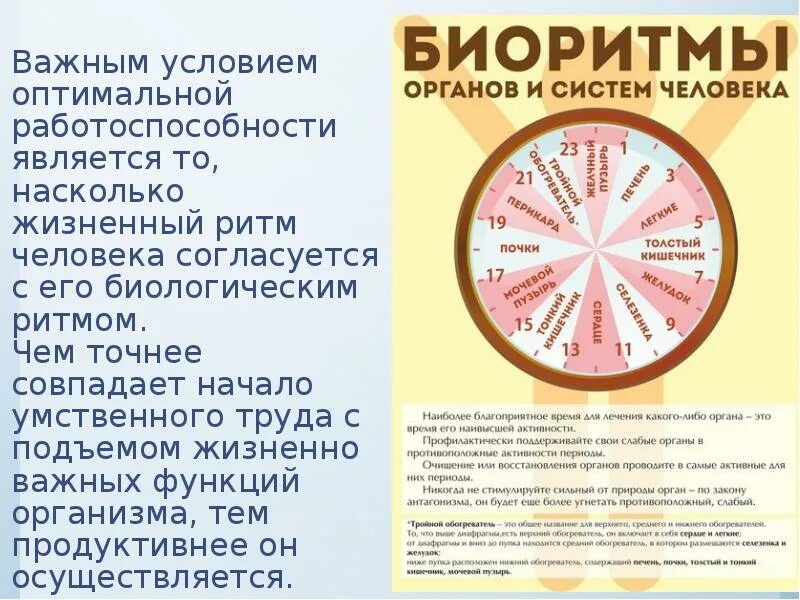 Насколько жизненно. Биоритмы органов человека. Суточные ритмы внутренних органов. Ритмы организма по часам. Биоритмы работы органов.