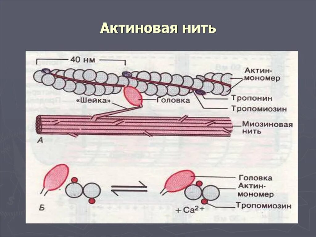 Актин состоит. Актин миозин тропонин. Схема тропонин тропомиозин. Миозиновые и адениновые нити. Нити актина.