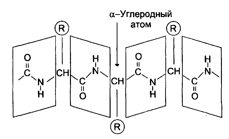 Конформационное строение пептида. Конформация пептидных связей. Группа атомов пептидной связи. Пептидная связь белков плоскость. Пептидная группа атомов