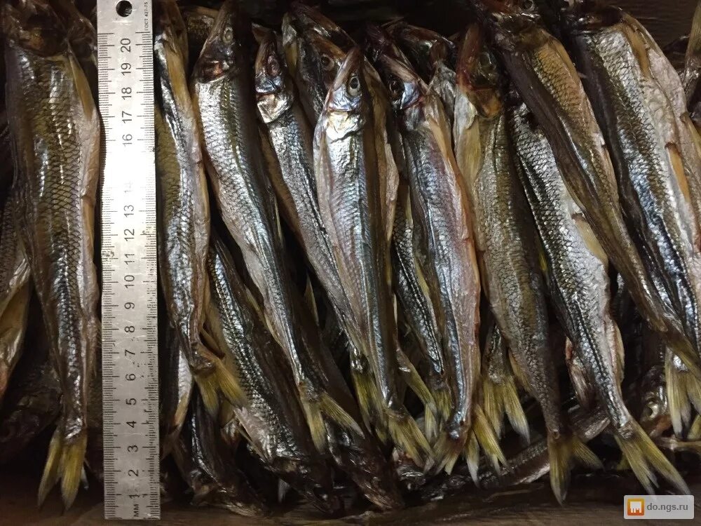 корюшка крупная. корюшка сушеная сахалинская. корюшка на сахалине. навага корюшка. ловля мойвы на сахалине.