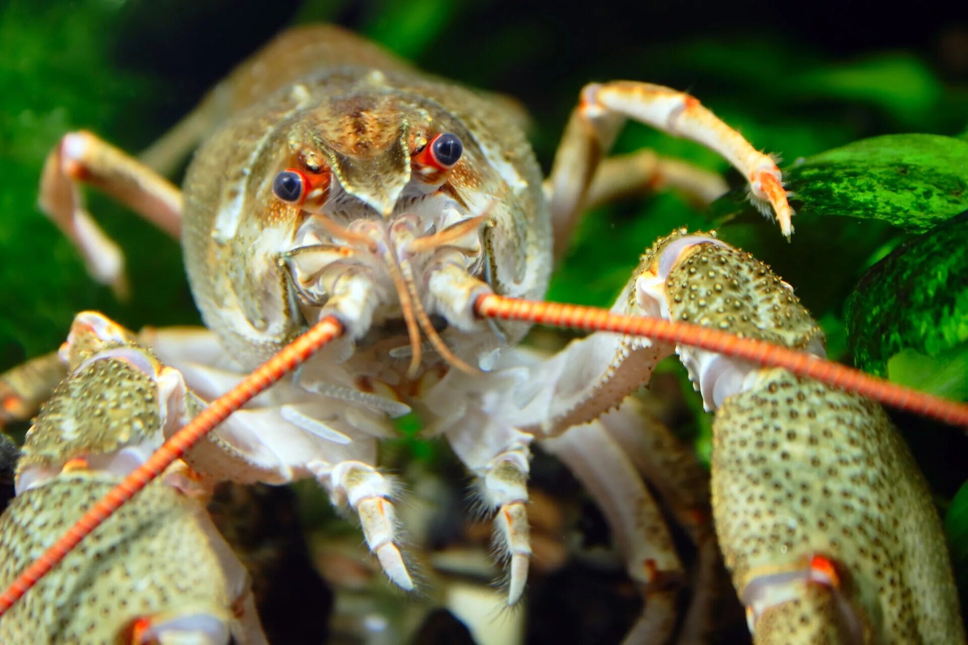 Морда Рачков. Рачок с длинными усами. Рачьи усы. River Cancer. Усики речного рака