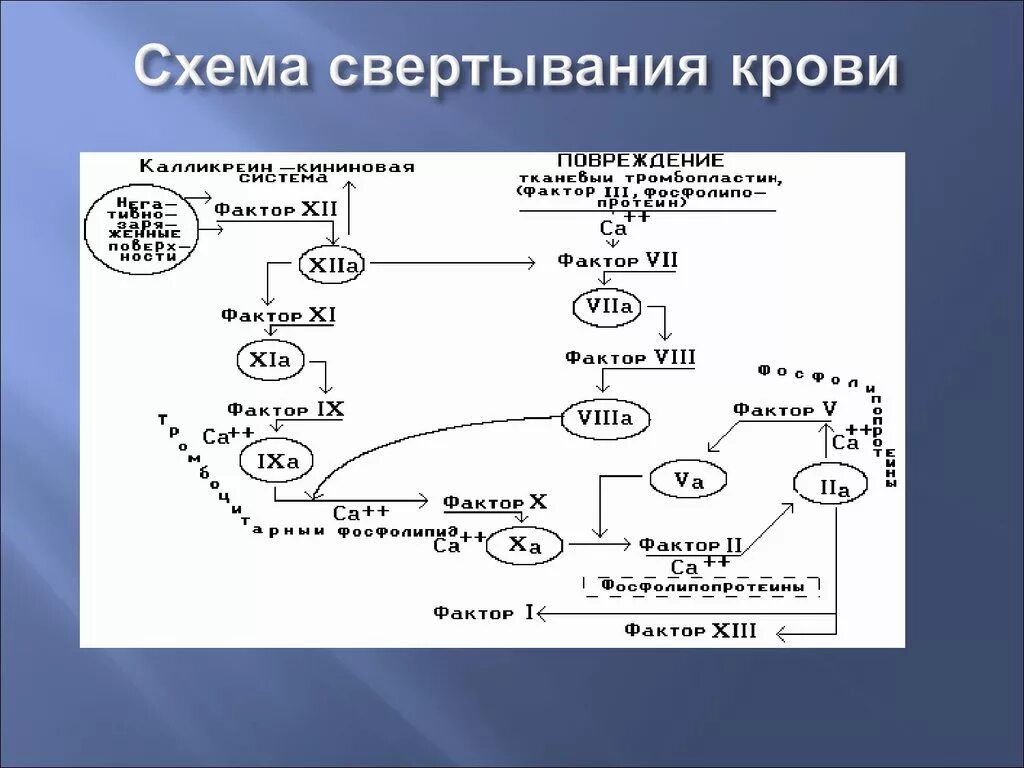 Группа крови свертываемость. Схема процесса свертываемости крови. Свертывающая система крови схема. Схема взаимодействия факторов свёртывания крови. Механизм свертывания крови схема.