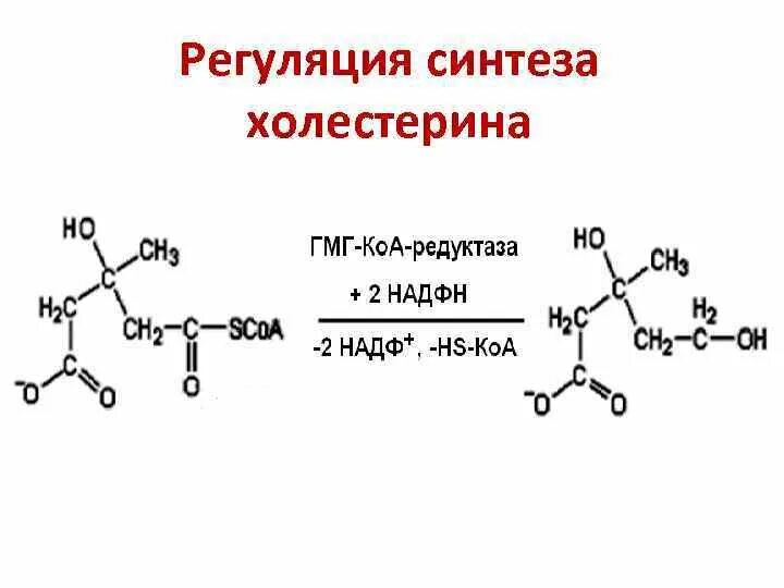 Ферменты холестерина. Регуляторная реакция синтеза холестерина. Регуляторный фермент синтеза холестерола. Регуляция синтеза холестерина биохимия. ГМГ КОА редуктаза Синтез холестерина.