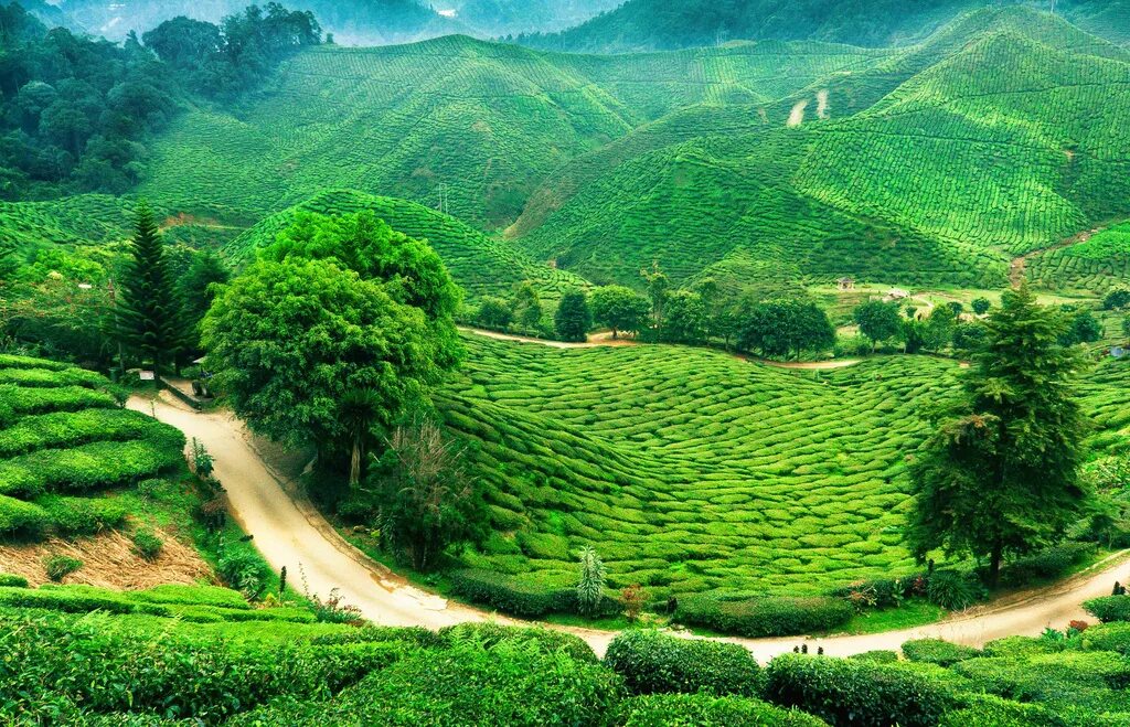 Зеленая страна каталог. Алишань плантации Тайвань. Камерон-Хайлендс чайные плантации. Камерон-Хайлендс (штат Паханг). Малайзия горы Камерон Хайлендс.