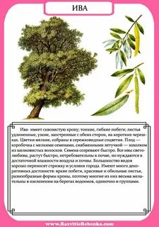 Описание дерева