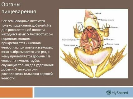 Особенности пищеварения у земноводных