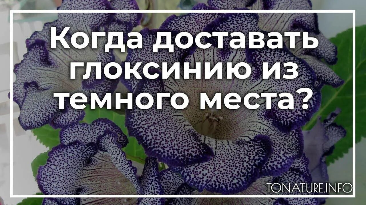 Когда и как пересаживать глоксинию. Как пересадить глоксинию. Как разбудить глоксинию после зимы. Как разбудить клубень глоксинии.